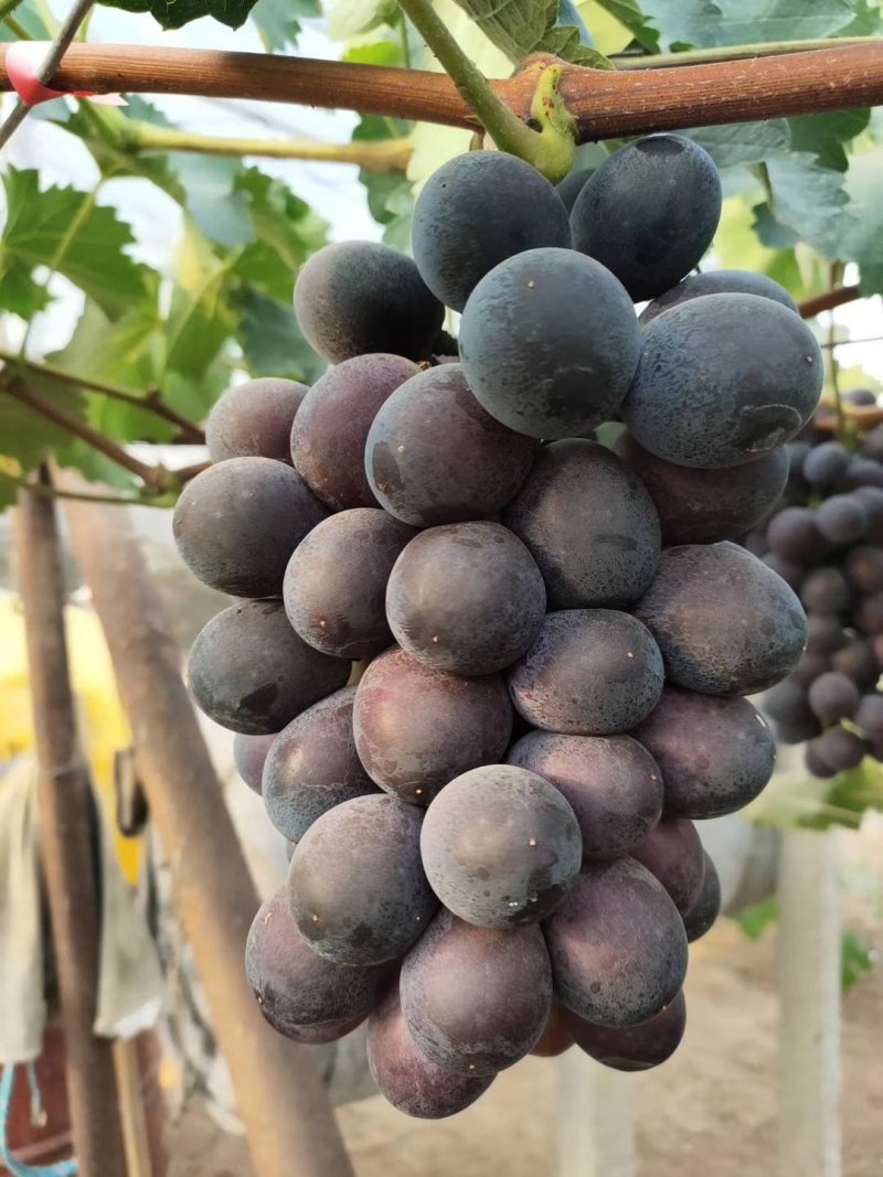 辽峰无籽葡萄