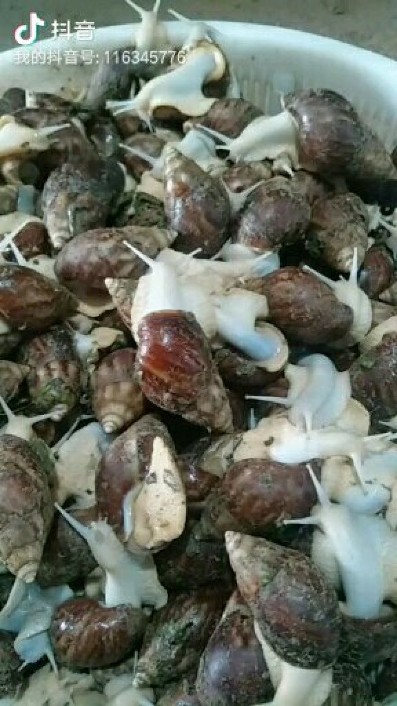 绿色食品中华白玉蜗牛