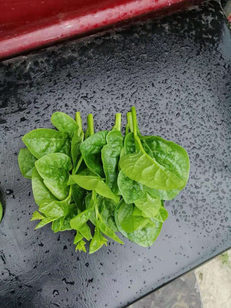 木耳菜，软浆叶，豆腐菜