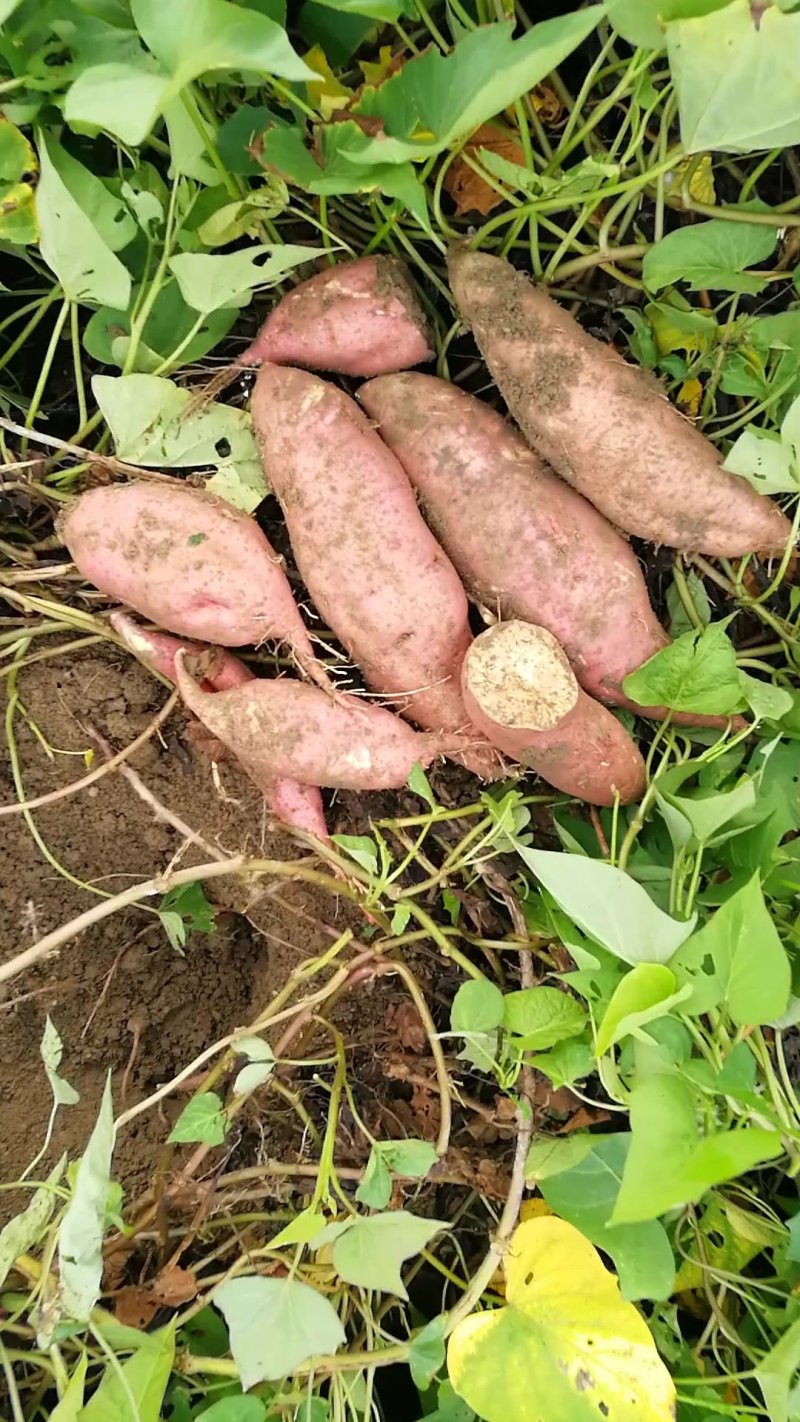 工厂货，【精品】福建漳州莺歌红红薯蜜薯大量上市