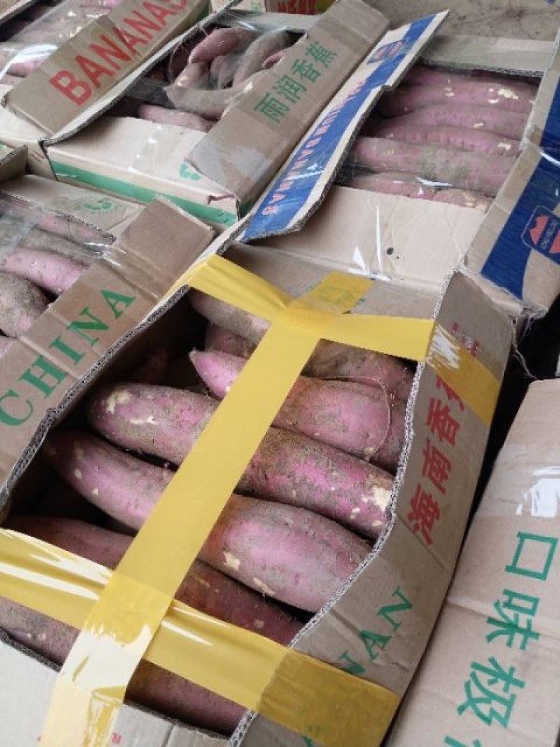 板栗红薯，济薯26西瓜红，产地发货，一手货源承接商超批发