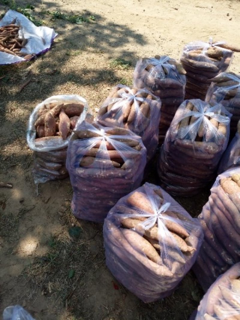 板栗红薯，济薯26西瓜红，产地发货，一手货源承接商超批发