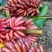 美人蕉苗5颗100元顺丰包邮