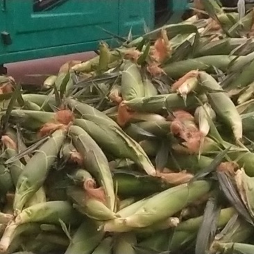粘玉米，