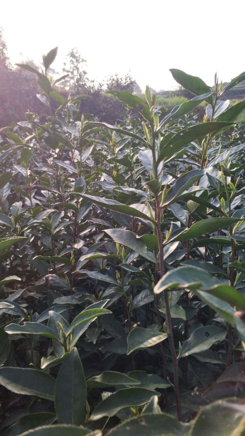 来自高山野生福鼎白茶