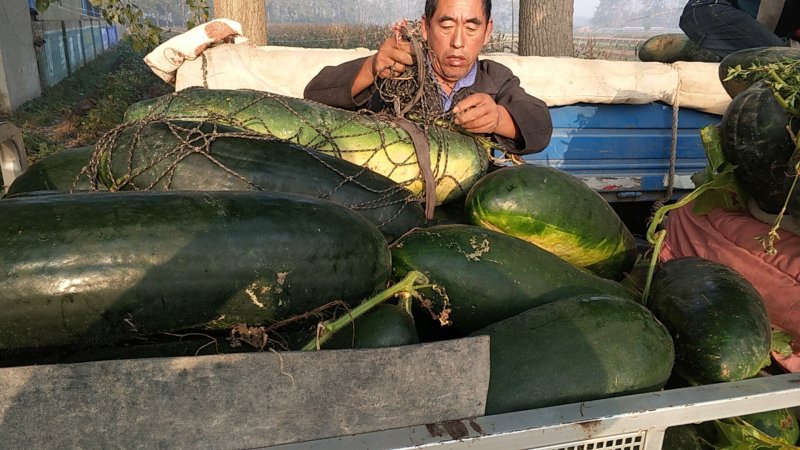 冬瓜黑皮冬瓜（墨地龙）质量保证，支持视频看货
