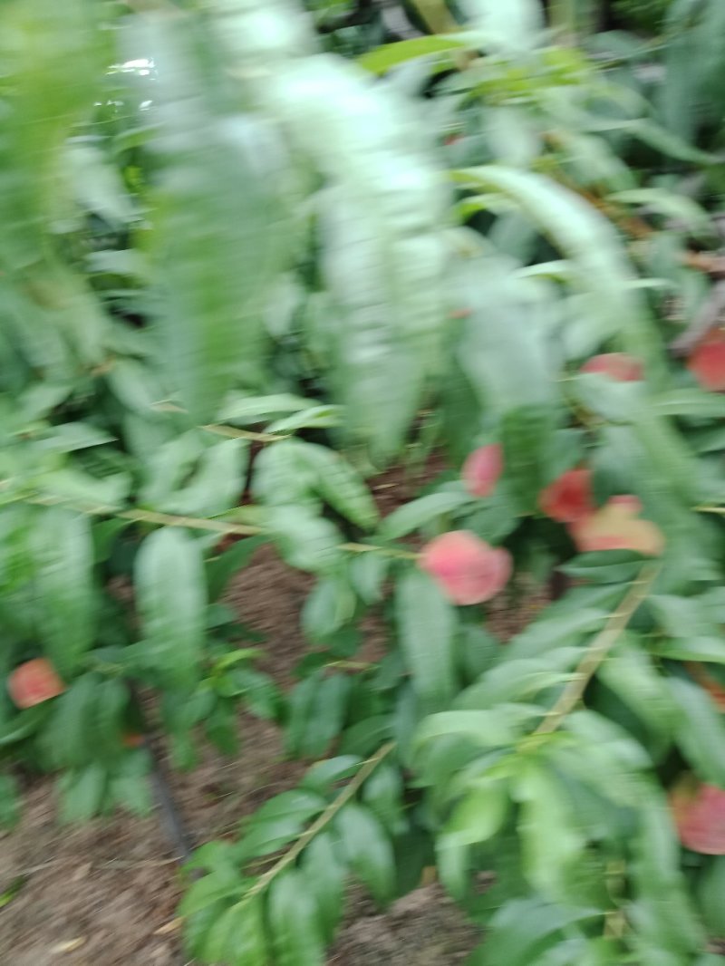 大红桃美脆