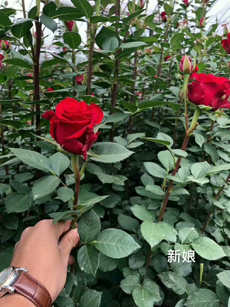 玫瑰苗月季苗食用玫瑰苗丰花月季苗。四季开花