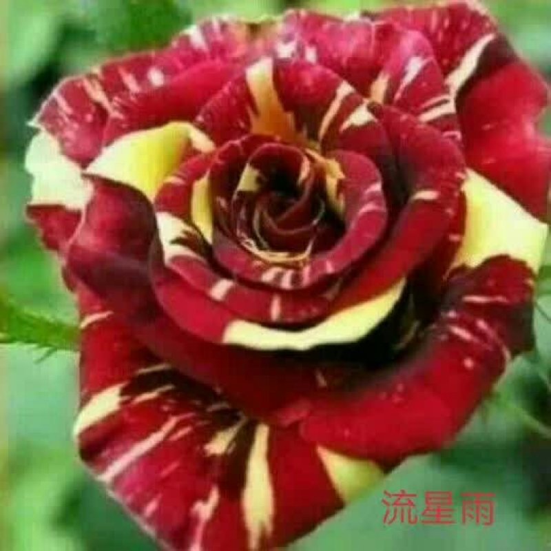玫瑰苗月季苗食用玫瑰苗丰花月季苗。四季开花