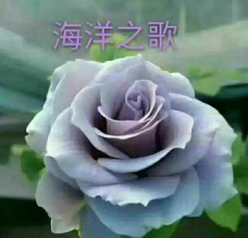 玫瑰苗月季苗食用玫瑰苗丰花月季苗。四季开花
