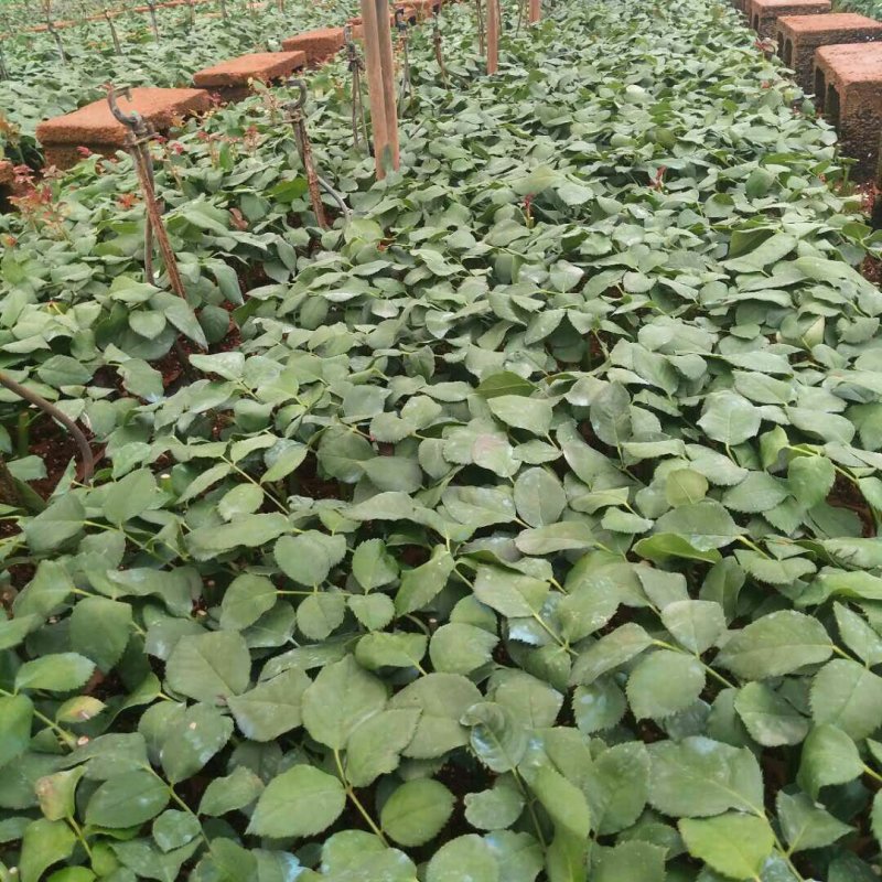玫瑰苗月季苗食用玫瑰苗丰花月季苗。四季开花