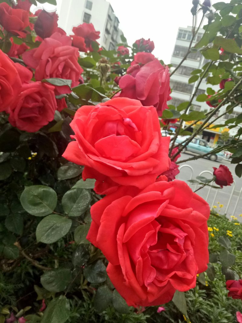玫瑰苗月季苗食用玫瑰苗丰花月季苗。四季开花