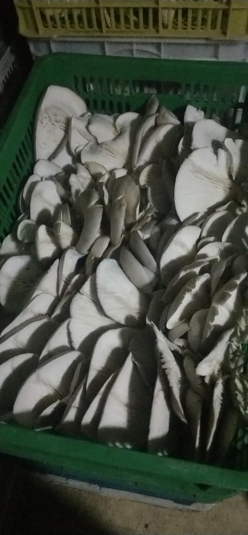 浅灰色平菇5~7cm浅灰色厚