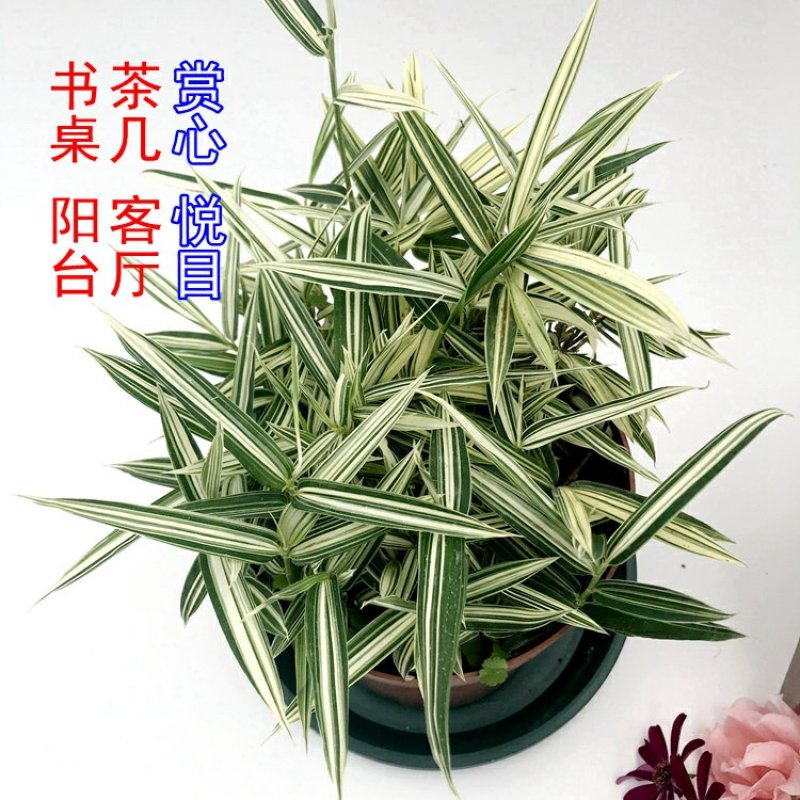 熊猫竹永福产地直销一手货源长期供应可视频看货苗情优质