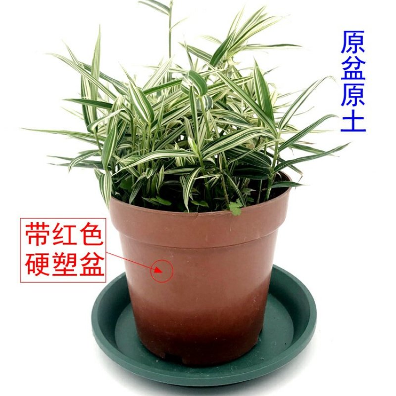 熊猫竹永福产地直销一手货源长期供应可视频看货苗情优质