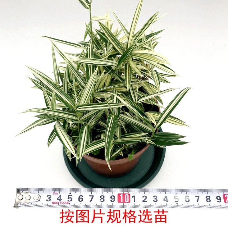 熊猫竹永福产地直销一手货源长期供应可视频看货苗情优质
