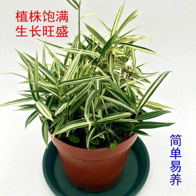 熊猫竹永福产地直销一手货源长期供应可视频看货苗情优质