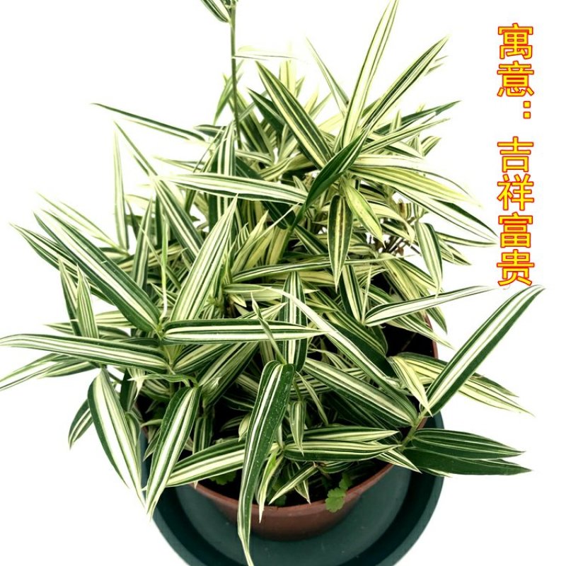 熊猫竹永福产地直销一手货源长期供应可视频看货苗情优质