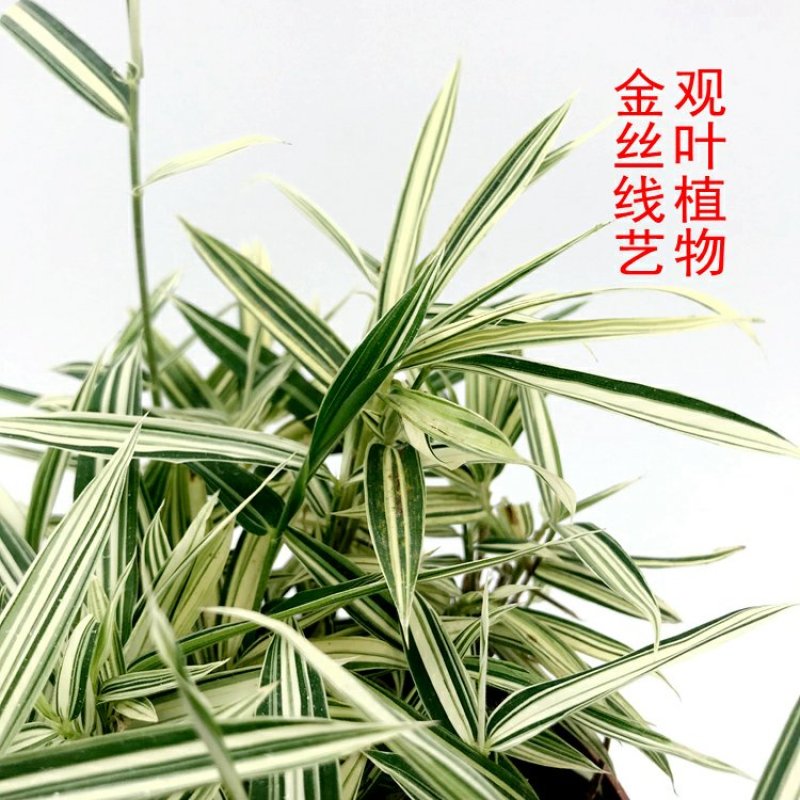 熊猫竹永福产地直销一手货源长期供应可视频看货苗情优质