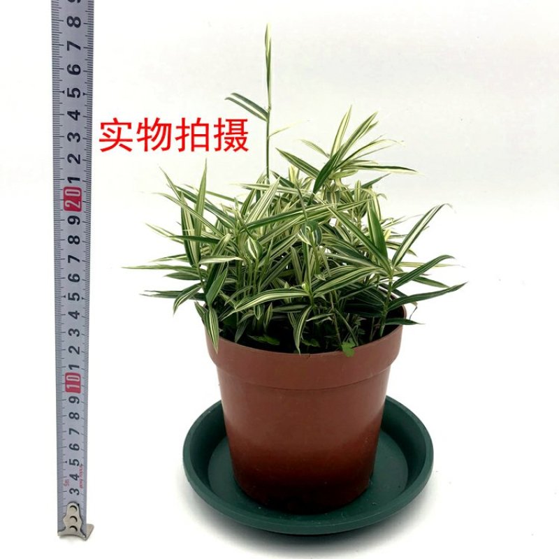 熊猫竹永福产地直销一手货源长期供应可视频看货苗情优质