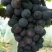 夏黑