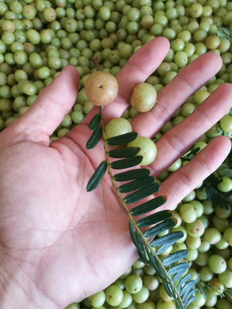 甜种牛柑果赤皮油甘果大珍珠油甘果新鲜牛油柑果青橄榄水果