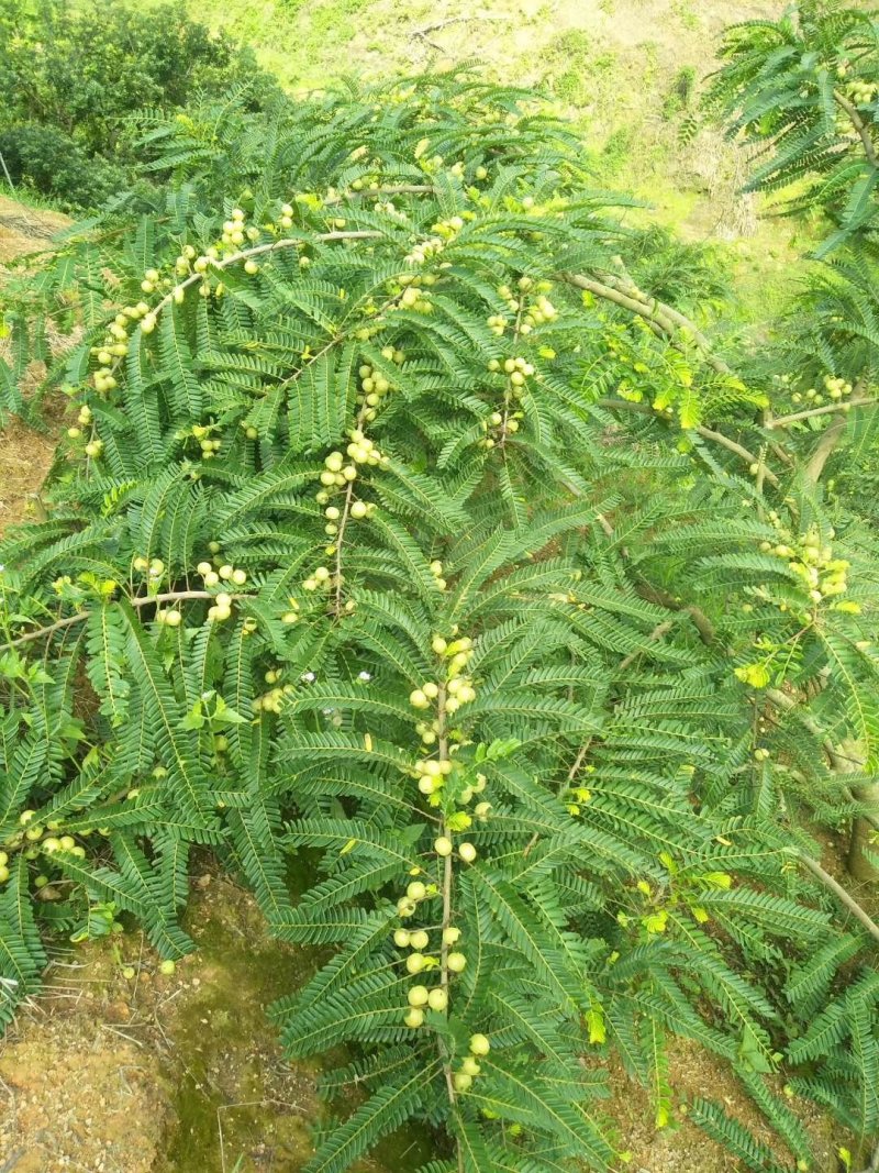 甜种牛柑果赤皮油甘果大珍珠油甘果新鲜牛油柑果青橄榄水果