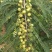 甜种牛柑果赤皮油甘果大珍珠油甘果新鲜牛油柑果青橄榄水果