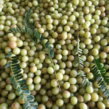 甜种牛柑果赤皮油甘果大珍珠油甘果新鲜牛油柑果青橄榄水果