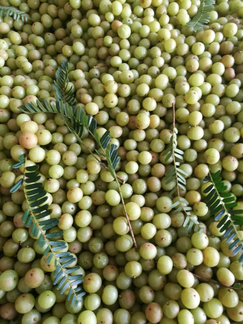 甜种牛柑果赤皮油甘果大珍珠油甘果新鲜牛油柑果青橄榄水果