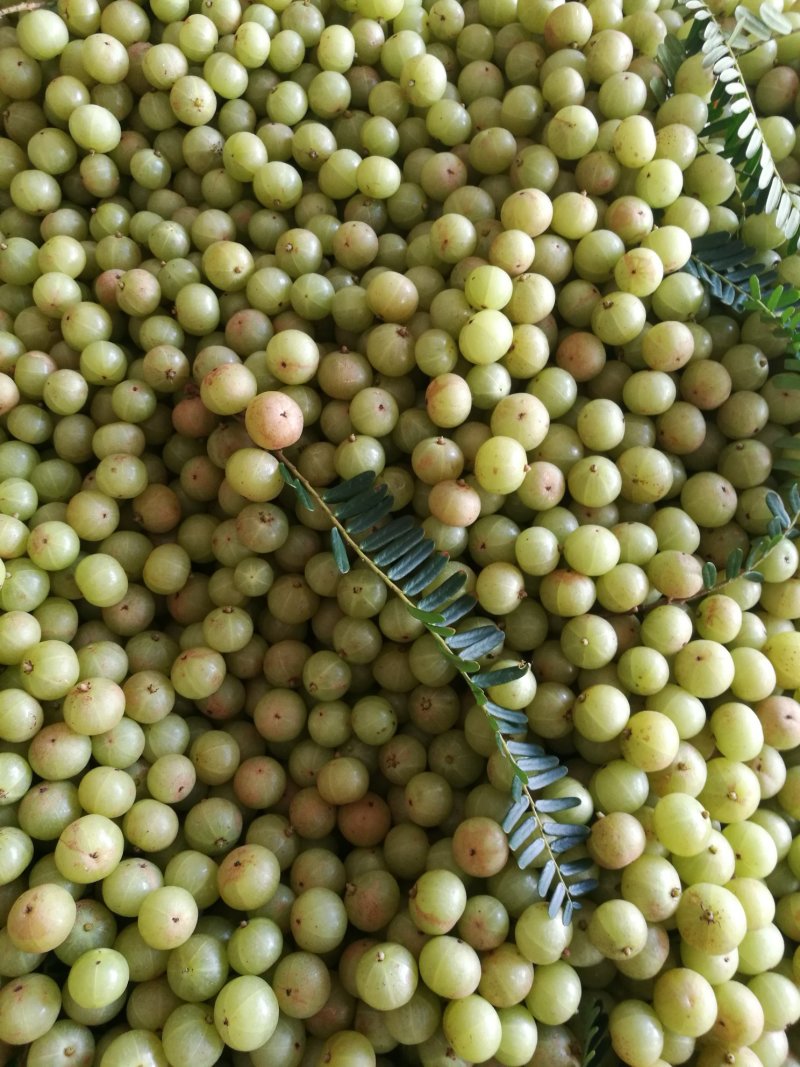 甜种牛柑果赤皮油甘果大珍珠油甘果新鲜牛油柑果青橄榄水果