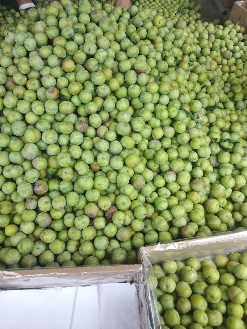 屏山茵红李品味高端品质水果，畅享美味健康生活，