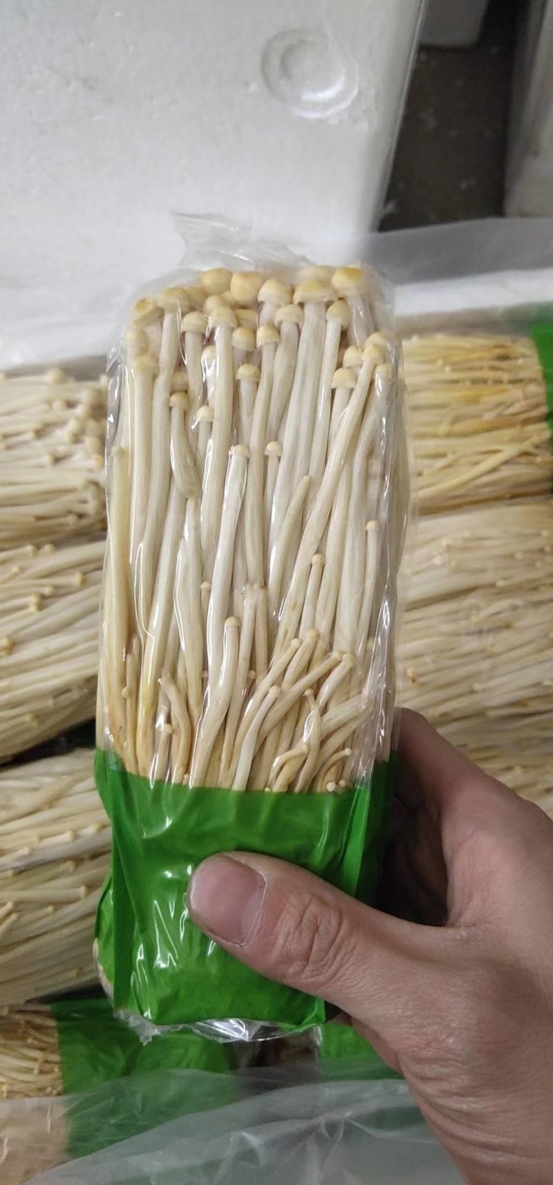 金针菇