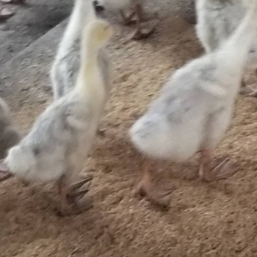 出售鹅中期饲料颗粒