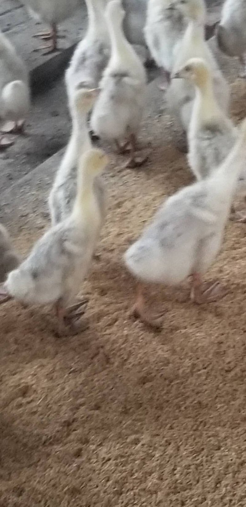 出售鹅中期饲料颗粒