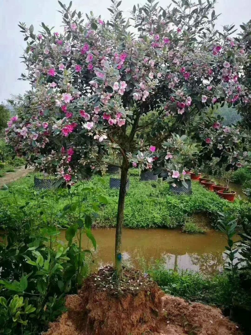 桃金娘树苗果苗山捻子苗乌稔桃金娘树苗果苗可阳台盆栽地栽