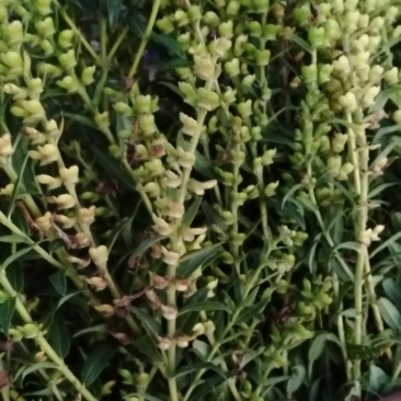 新品种黄芩，