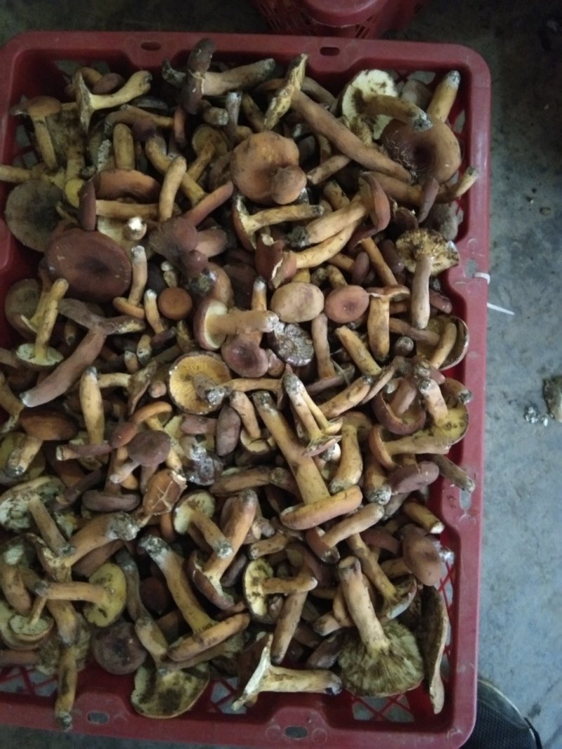 奶浆菌，