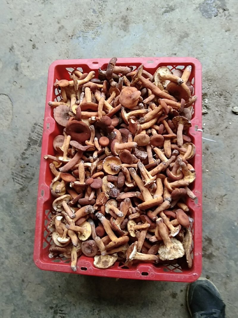 奶浆菌，