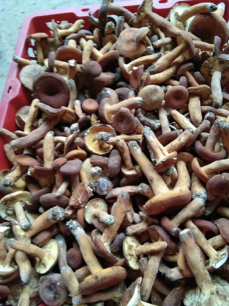 奶浆菌，