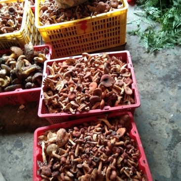 奶浆菌，