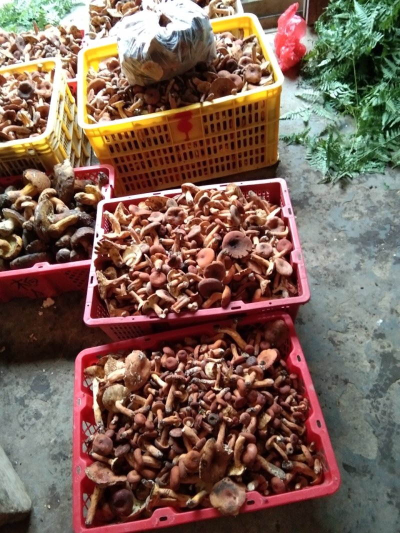 奶浆菌，