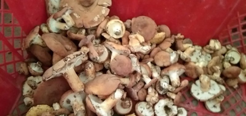 奶浆菌，