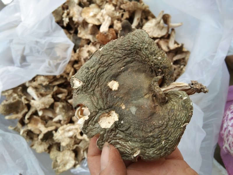 奶浆菌，