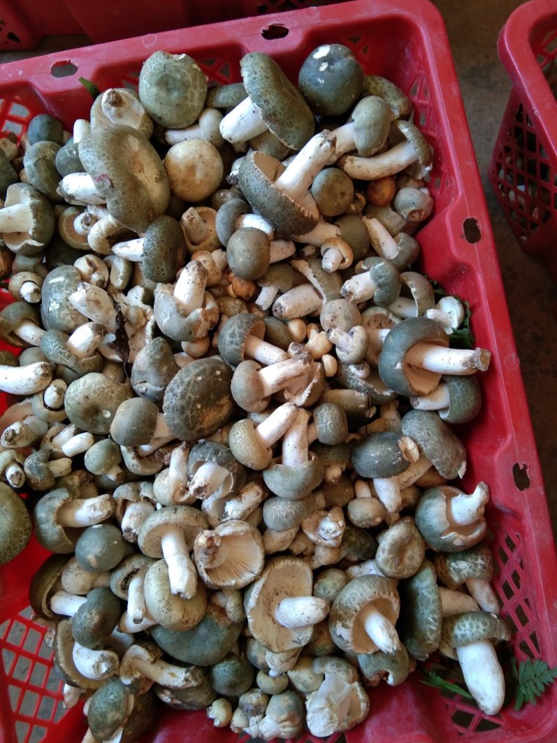 奶浆菌，