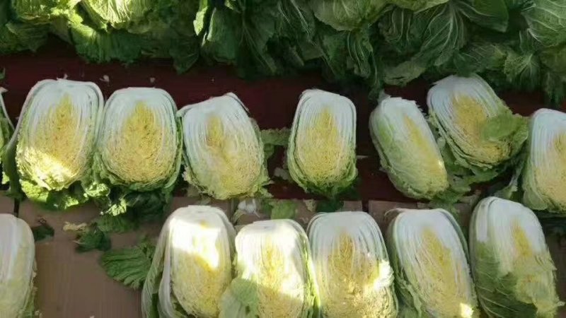 黄心白菜