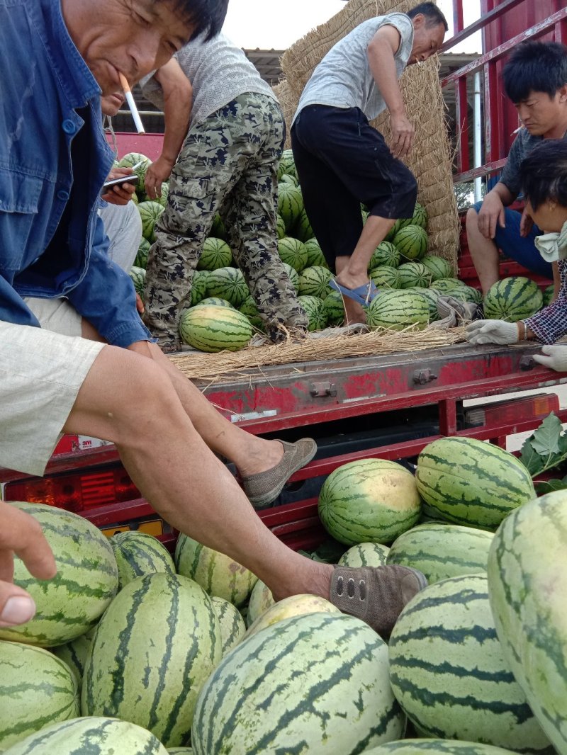 山西忻州沙地西瓜双红瓤