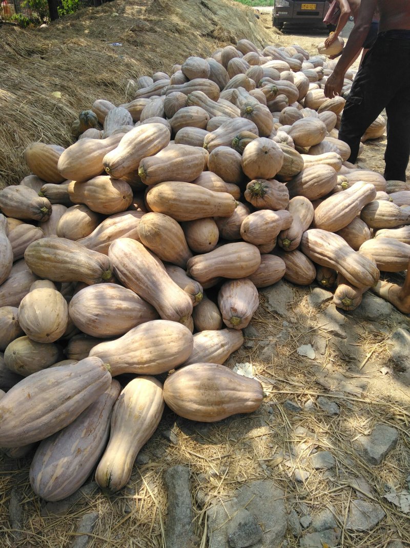 金韩秘密，金川，金船，早熟，基地直供大量工