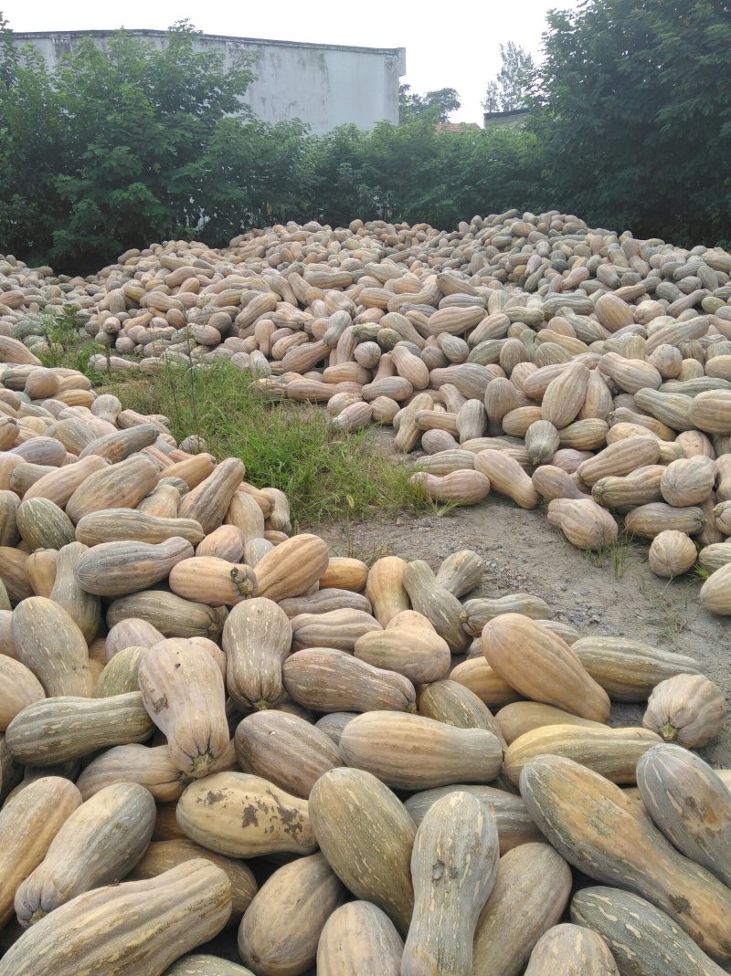 金韩秘密，金川，金船，早熟，基地直供大量工
