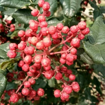 大红袍花椒黄盖花椒，狮子头花椒，数万亩花椒基地代办